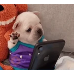 Pibble pal chat 🤣🐶