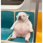 Pibble pal chat 🤣🐶
