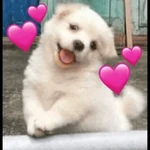MUUITOO AMOR