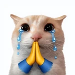 gatos reações