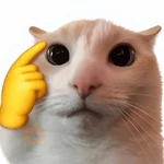 gatos reações