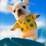PERRO 🐶 PIBBLE