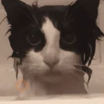 Gatos. | @illvocano  𝐇aki.