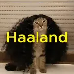Gato Cucurella