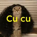 Gato Cucurella