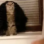 Gato Cucurella