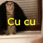 Gato Cucurella