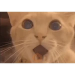 Gatos II