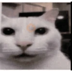 Gatos II