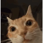 Gatos II