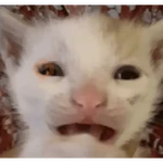 Gatos II