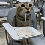 Gato Babeando Tiktok 🐱