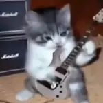 gatos