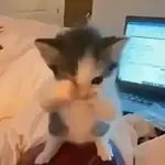 gatos