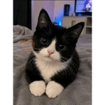 Gato
