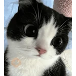 Gato