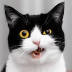 Gato