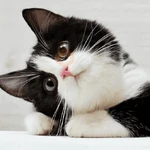 Gato