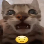 gatos