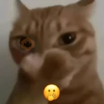 gatos