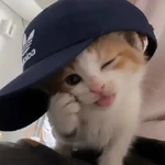 gatos