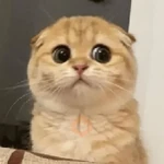 gatos