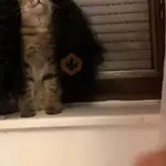 animados tik tok