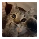 Gatos Michis Tiernos 😍