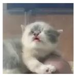 Gatos Michis Tiernos 😍