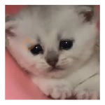 Gatos Michis Tiernos 😍