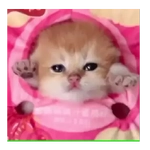 Gatos Michis Tiernos 😍