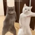 Bailes bailes y bailes 🕺💃🪩