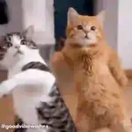 Bailes bailes y bailes 🕺💃🪩