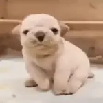 Pibble - Perrito blanco