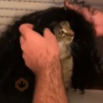 🇪🇦🐱 Gato Cucurella 🐱🇪🇦