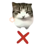 Damdam dididi Cat Kitten