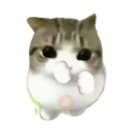 Damdam dididi Cat Kitten