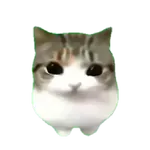 Damdam dididi Cat Kitten
