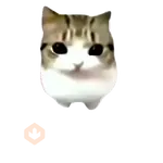 Damdam dididi Cat Kitten