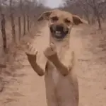 Cachorros divertidos
