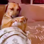 Cachorros divertidos