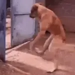 Cachorros divertidos