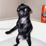 Cachorros divertidos