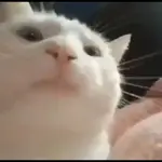 Rana que salta y se ríe etc