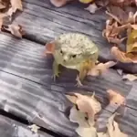 Rana que salta y se ríe etc