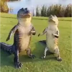 Jacaré meme 🐊🎵
