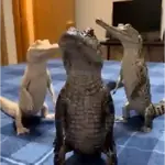 Jacaré meme 🐊🎵