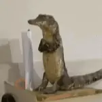 Jacaré meme 🐊🎵