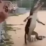 Jacaré meme 🐊🎵