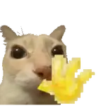 Gatinhos oi tchau